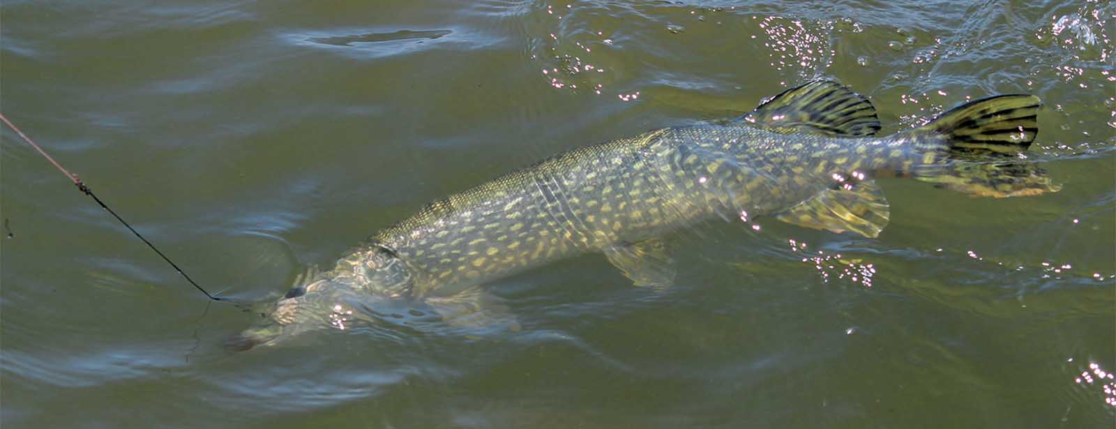 Pike in Water